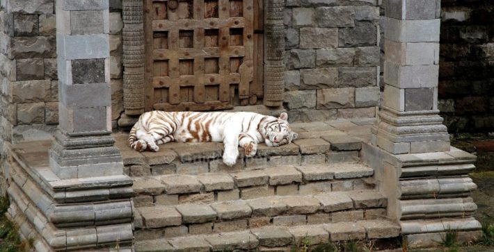 21-Brugelette Pairi Daiza – kopie